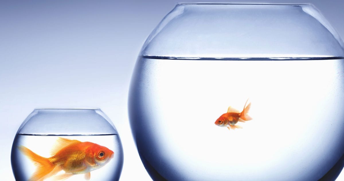 Are you a little fish in a big pond? Benefits of a small, local bank